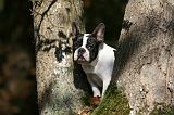 BOULEDOGUE FRANCAIS 1191